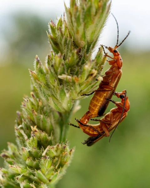 Primer Plano Del Escarabajo Cuerpo Blando Rojo Rhagonycha Fulva Una — Foto de Stock