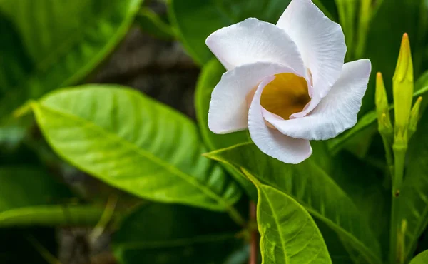 Närbild Vit Mossblomma — Stockfoto