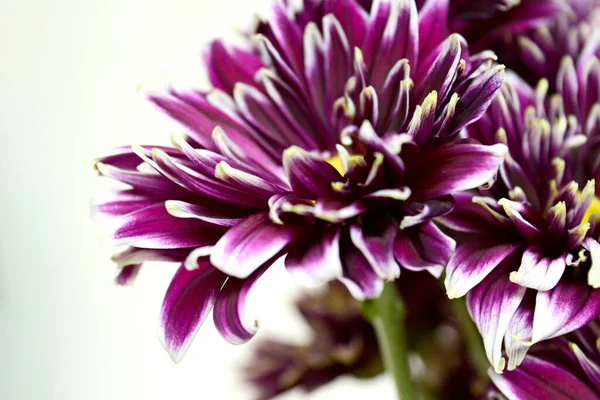ダリア バンクーバーの花の水平的な閉鎖 濃い紫色の花の花束 — ストック写真