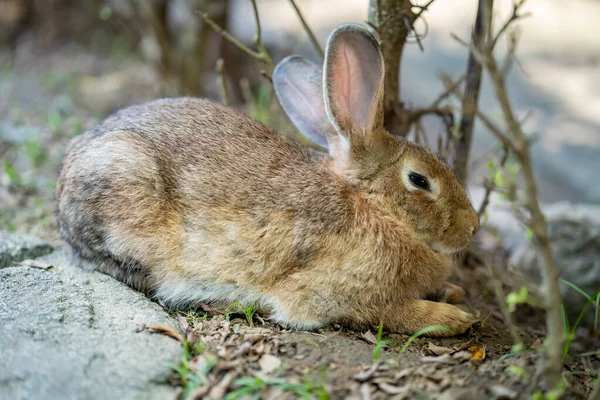 Yerde Yatan Sevimli Bir Tavşanın Yakın Çekimi — Stok fotoğraf