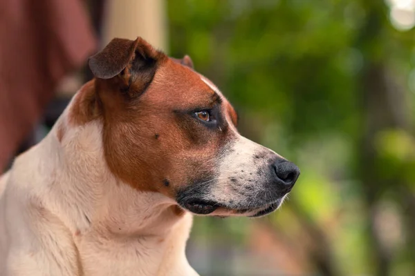 Bulanık Arka Planda Düşünceli Bir Jack Russell Terrier Profili — Stok fotoğraf