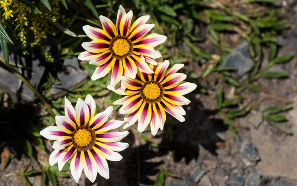 Gros Plan Belles Marguerites Africaines — Photo