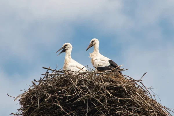 Ein Tiefflug Von Zwei Störchen Netz Mit Bewölktem Himmel Hintergrund — Stockfoto