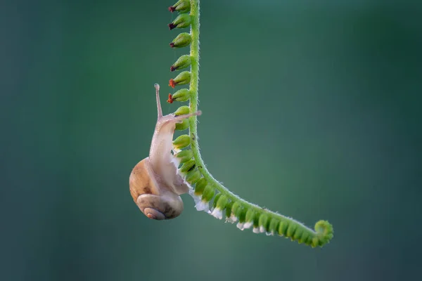 Gros Plan Escargot Rampant — Photo