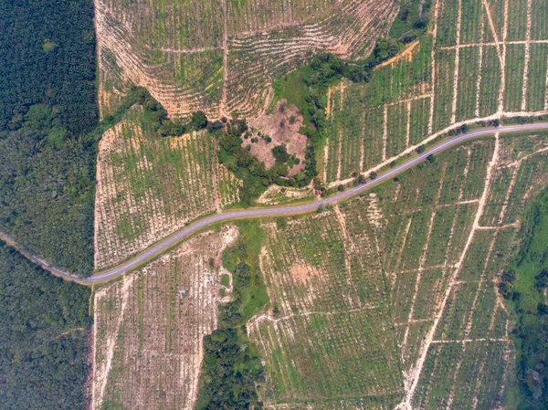 Aerial View Road Surrounded Agricultural Fields — Stock Photo, Image
