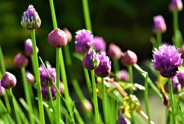 Mooie Pluizige Paarse Weide Bloemen Geteeld Tuin — Stockfoto