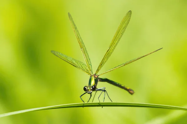 Mise Point Sélective Une Libellule Sur Une Feuille Sur Fond — Photo