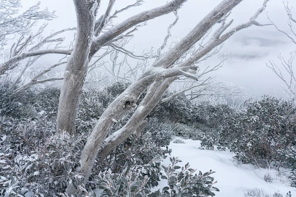 澳大利亚维多利亚州霍塔姆山被雪覆盖的美丽景色 — 图库照片