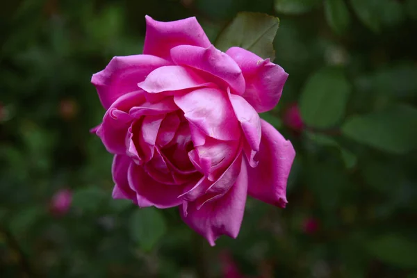 Zbliżenie Pojedynczej Różowej Róży Strzał Poziomie Płytkie Skupienie — Zdjęcie stockowe