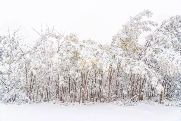 澳大利亚维多利亚州霍瑟姆山雪地上的牛群树美丽的景色 — 图库照片