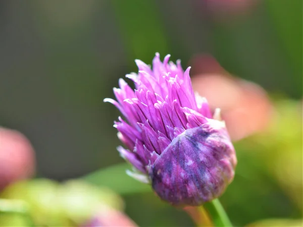 Zbliżenie Ujęcie Puszystego Purpurowego Łąkowego Kwiatu Uprawianego Ogrodzie — Zdjęcie stockowe