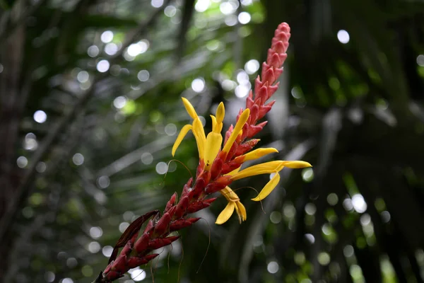 Close Aphelandra Hartwegiana Flores Amarelas Tiro Horizontal Foco Superficial — Fotografia de Stock