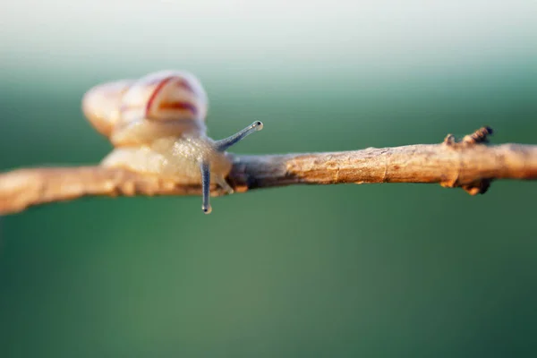 Gros Plan Escargot Rampant Sur Une Brindille — Photo