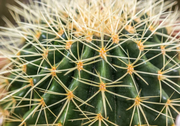Egy Közeli Felvétel Egy Kaktuszról — Stock Fotó