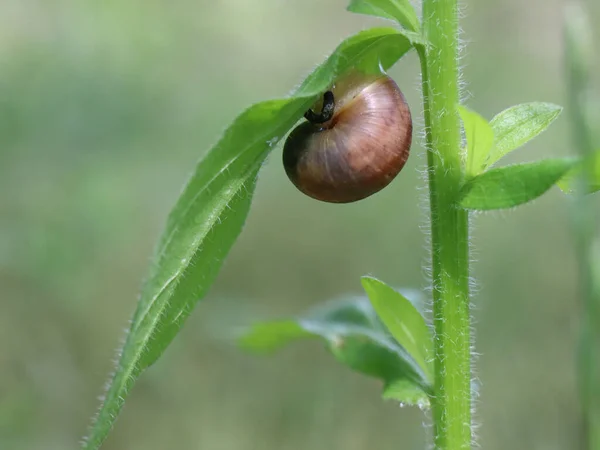 在朦胧的背景上的绿叶上的蜗牛 — 图库照片