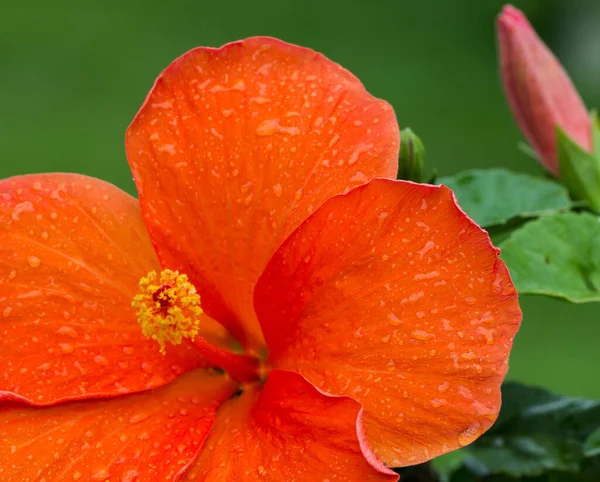 Selective Focus Orange Hibiscus Flower Green Leaves Dewdrops — Stock Photo, Image