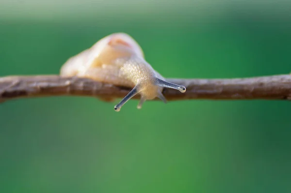 Closeup Shot Snail Crawling Twig — Stock Photo, Image
