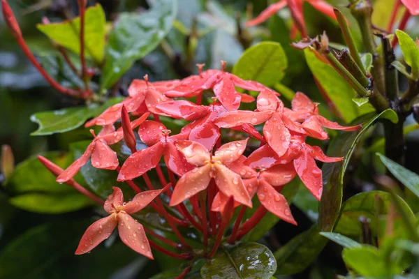 Closeup Shot Blooming West Indian Jasmine Flowers — Stock Photo, Image