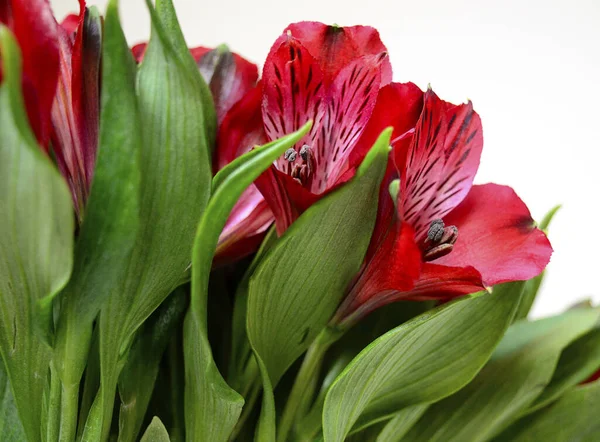 Gros Plan Lis Péruviens Rouges Plan Horizontal Bouquet Lys Rouges — Photo