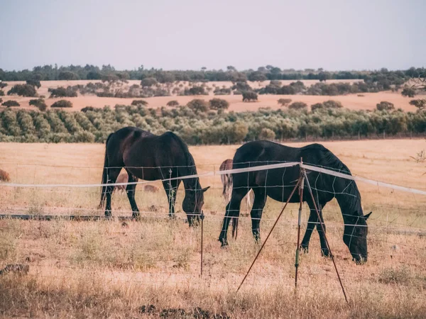 Nahaufnahme Von Pferden Auf Offenem Feld Mit Wenigen Bäumen Sonnenlicht — Stockfoto