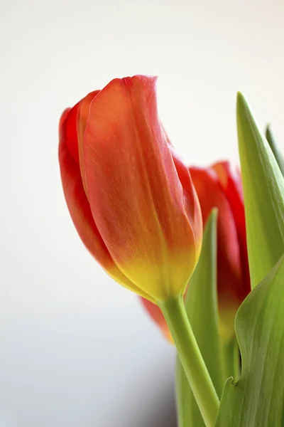 Gros Plan Vertical Une Tulipe Rouge Concentration Choisie Une Tulipe — Photo
