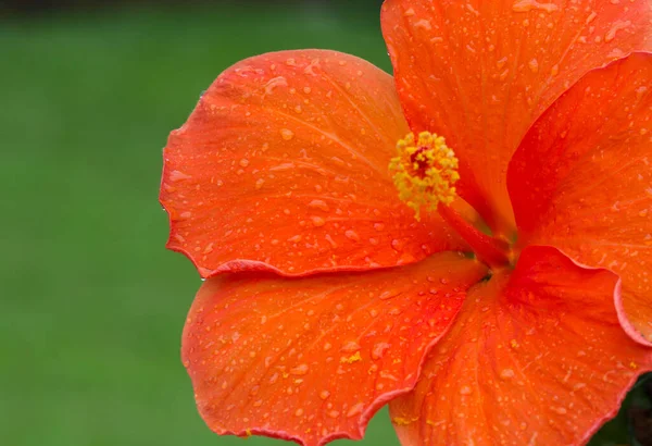 Egy Közeli Kép Egy Narancssárga Hibiszkusz Virág Zöld Háttér — Stock Fotó