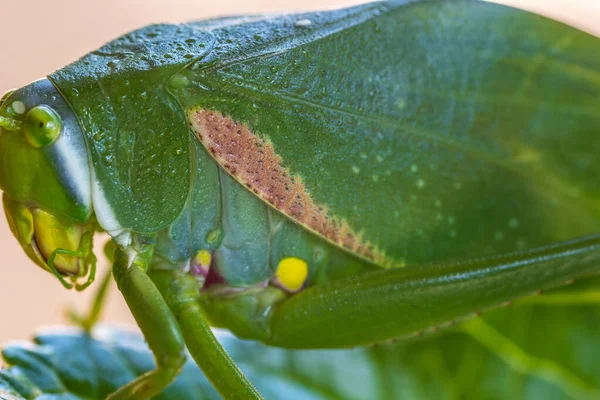 Yeşil Bir Cırcır Böceğinin Yakın Çekimi — Stok fotoğraf