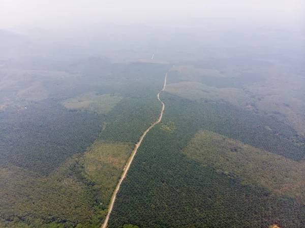 Aerial View Road Surrounded Dense Green Trees — Stock Photo, Image