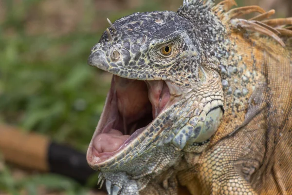 Close Uma Iguana Abrindo Boca — Fotografia de Stock