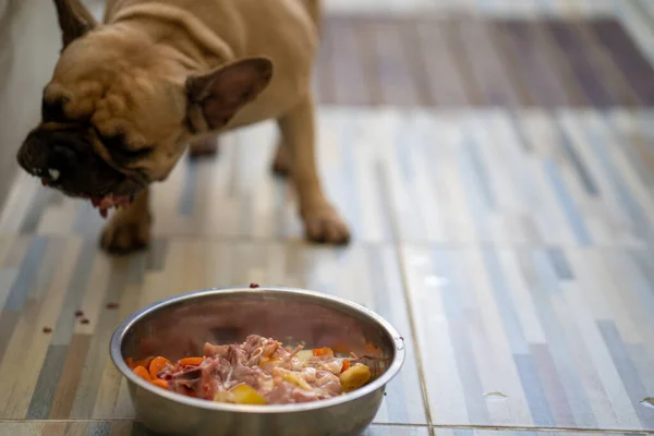 Primer Plano Bulldog Francés Crema Disfrutando Comida — Foto de Stock