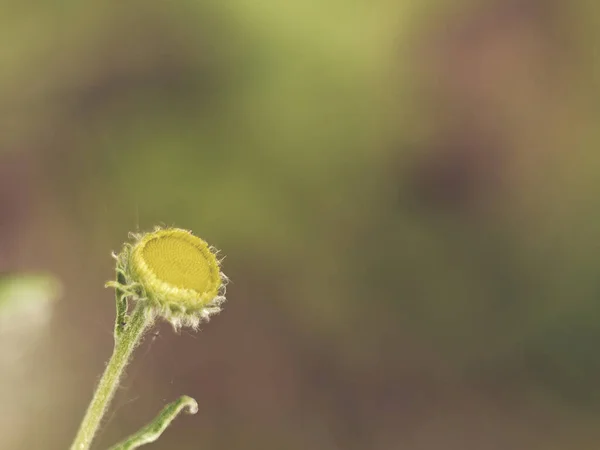 緑色の葉を持つ黄色の睡蓮 Nuphar Lutea 植物のクローズアップショット — ストック写真