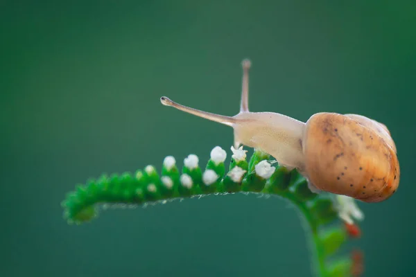 Tiro Perto Caracol Rastejante — Fotografia de Stock