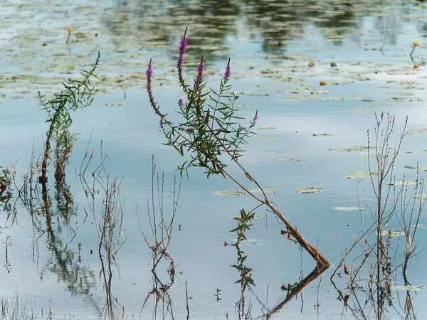 Gölde Yetişen Güzel Pembe Lythraceae Çiçeklerinin Yakın Plan Çekimi — Stok fotoğraf
