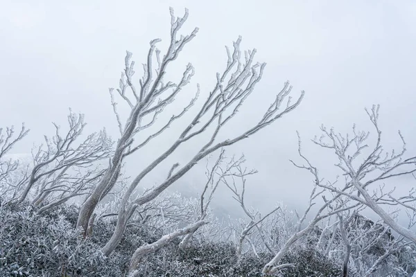 澳大利亚维多利亚州霍瑟姆山美丽的风景 — 图库照片