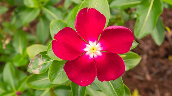 Une Belle Cape Pervenche Fleurissant Dans Jardin — Photo
