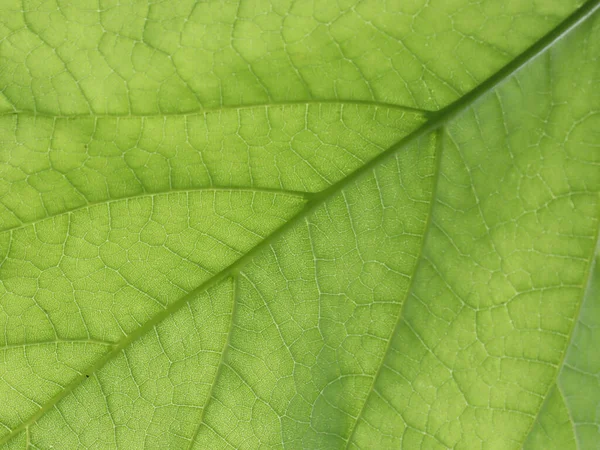 Zelená Listová Textura Pozadí — Stock fotografie