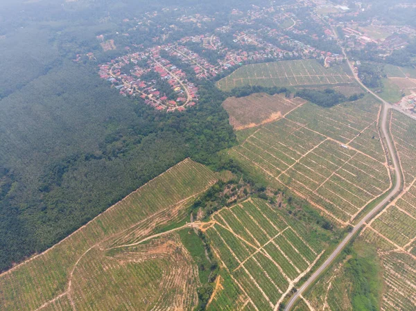 Vue Aérienne Une Route Entourée Champs Agricoles — Photo