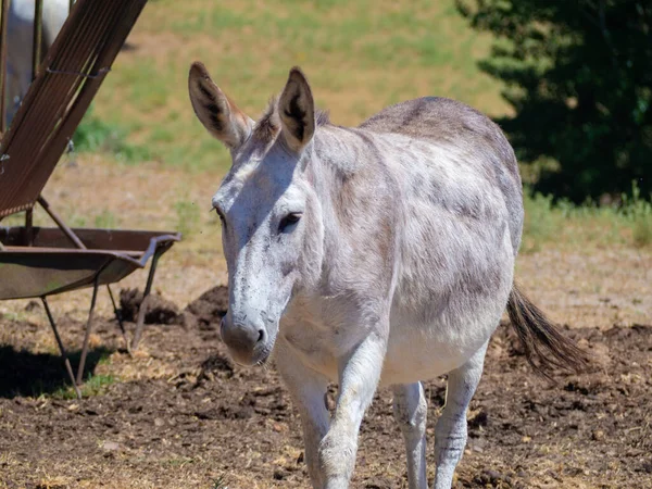 Primer Plano Burro Blanco Parado Granja Bajo Luz Del Sol —  Fotos de Stock