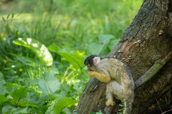 Tiro Perto Macaco Comedor Sentado Debaixo Uma Árvore — Fotografia de Stock