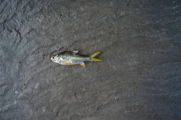 砂の上から死んだ魚の眺め — ストック写真