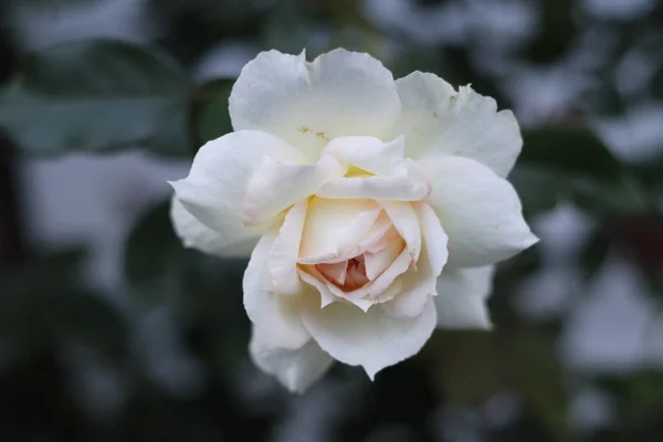 Selectivo Una Rosa Blanca Elegante Flor Arbusto —  Fotos de Stock