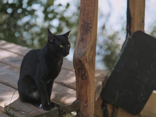 Tiro Foco Seletivo Gato Preto Sentado Deck Madeira Livre — Fotografia de Stock