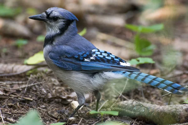 Mise Point Sélective Geai Bleu Dans Forêt — Photo