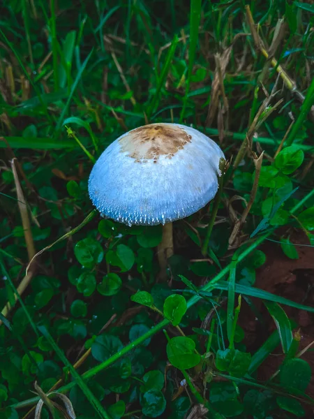 Plan Vertical Champignon Lépiote Dans Champ — Photo