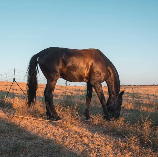 太陽の光の下でいくつかの木と野外で馬のクローズアップショット — ストック写真