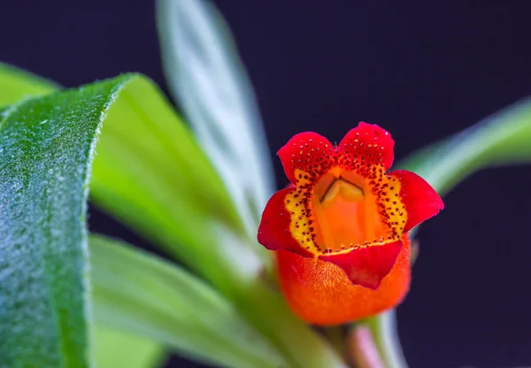 花园里一朵鲜亮的橙花 — 图库照片