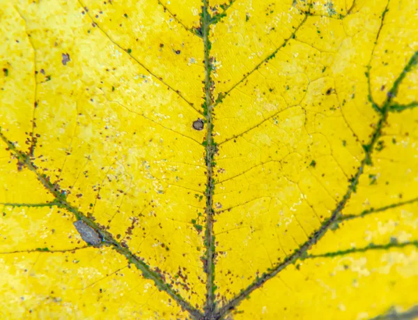 Gros Plan Feuille Automne Jaune Parfait Pour Fond — Photo