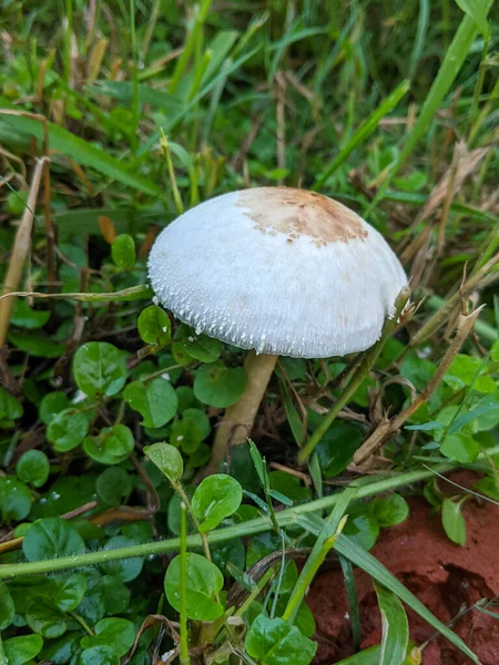 Een Verticaal Schot Van Een Lepiot Paddestoel Een Veld — Stockfoto