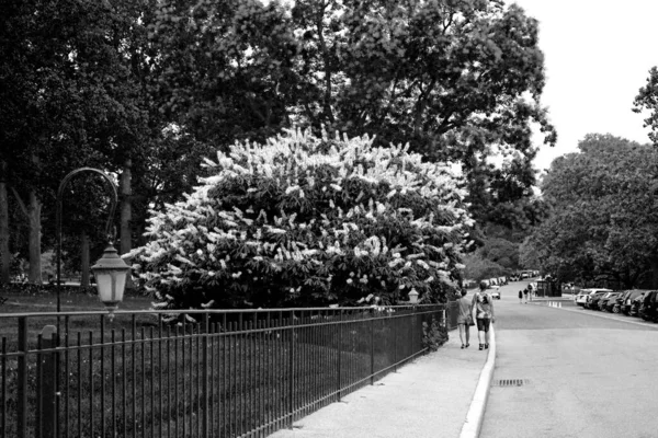 Two Kids Passing Huge Butterfly Bush Growing Park Grayscale — Stock Photo, Image