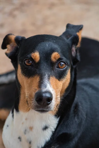 Anlamlı Gözleri Olan Siyah Bir Basenji Köpeği Portresi — Stok fotoğraf